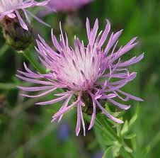Attēlu rezultāti vaicājumam “Centaurea stoebe flower”