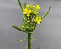 Attēlu rezultāti vaicājumam “Sisymbrium volgense flower”