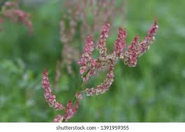 Attēlu rezultāti vaicājumam “Rumex acetosa flower”