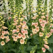 Image result for Digitalis purpurea