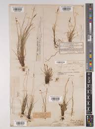 Attēlu rezultāti vaicājumam “Carex pulicaris”