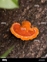 Attēlu rezultāti vaicājumam “Inonotus leporinus”