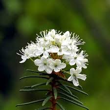 Attēlu rezultāti vaicājumam “Ledum palustre flower”