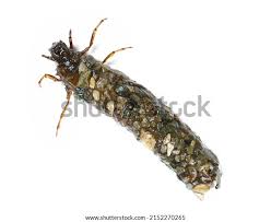 Attēlu rezultāti vaicājumam “Trichoptera”