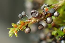 Attēlu rezultāti vaicājumam “Lamproderma puncticulatum macro”