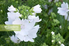Image result for Malva moschata alba