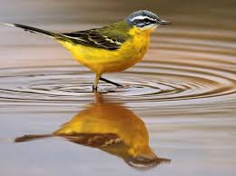 Attēlu rezultāti vaicājumam “Motacilla cinerea”