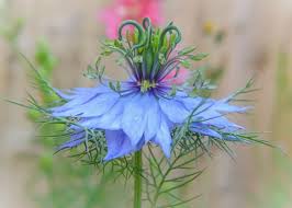 Image result for Nigella damascena