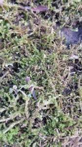 Attēlu rezultāti vaicājumam “Oxyrrhynchium hians var. rigidum macro”