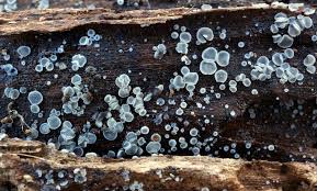 Attēlu rezultāti vaicājumam “Mollisia amenticola”