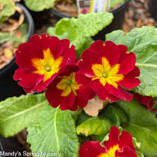 Attēlu rezultāti vaicājumam “Primula x margotae”