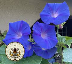 Image result for Ipomoea Heavenly Blue