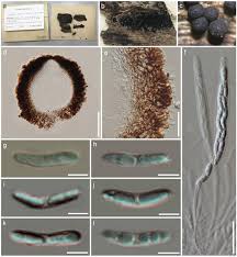 Attēlu rezultāti vaicājumam “Ruzenia spermoides”