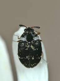 Attēlu rezultāti vaicājumam “Anthrenus museorum”