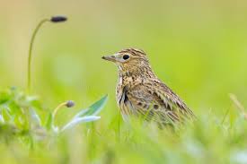 Image result for Alauda arvensis