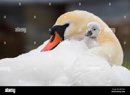 Attēlu rezultāti vaicājumam “Cygnus olor adult”