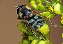 Attēlu rezultāti vaicājumam “Didea alneti”