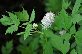 Attēlu rezultāti vaicājumam “Actaea spicata fruit”