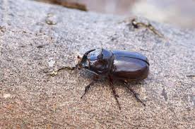 Attēlu rezultāti vaicājumam “Oryctes nasicornis”