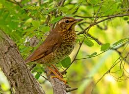 Image result for Zoothera sibirica