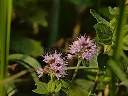 Attēlu rezultāti vaicājumam “Mentha arvensis flower”