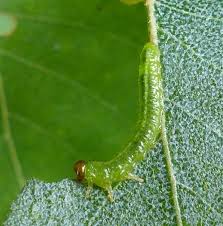 Attēlu rezultāti vaicājumam “Argidae larva”