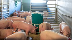 Bildresultat för pigs