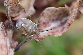 Attēlu rezultāti vaicājumam “Chlorochroa pinicola”