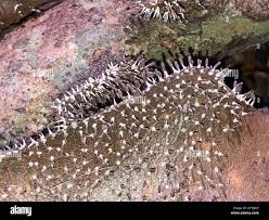 Attēlu rezultāti vaicājumam “Diachea leucopodia young”