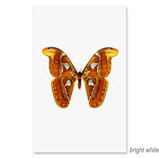 Image result for Papilionoidea