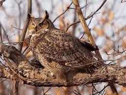 Attēlu rezultāti vaicājumam “Bubo bubo adult”