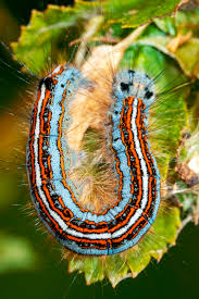 Attēlu rezultāti vaicājumam “Malacosoma neustria”