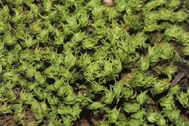 Attēlu rezultāti vaicājumam “Zygodon rupestris”