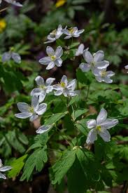 Attēlu rezultāti vaicājumam “Isopyrum thalictroides”
