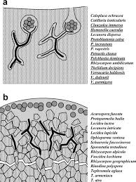 Attēlu rezultāti vaicājumam “Petractis sp.”