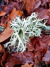 Attēlu rezultāti vaicājumam “Evernia prunastri”