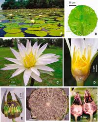 Attēlu rezultāti vaicājumam “Nymphaeaceae”