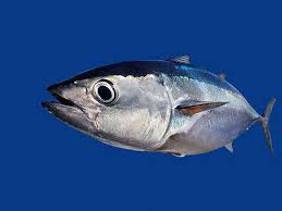 Image result for Thunnus atlanticus