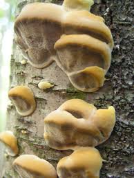 Attēlu rezultāti vaicājumam “Inonotus radiatus”