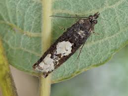 Attēlu rezultāti vaicājumam “Epinotia trigonella”