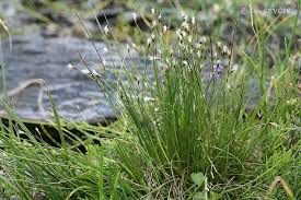 Attēlu rezultāti vaicājumam “Trichophorum alpinum”