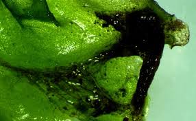 Attēlu rezultāti vaicājumam “Pellia epiphylla sporophyte”