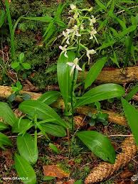 Attēlu rezultāti vaicājumam “Platanthera bifolia”