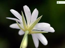 Attēlu rezultāti vaicājumam “Stellaria palustris leaf”