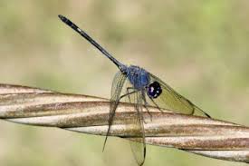 Attēlu rezultāti vaicājumam “Gomphidae”