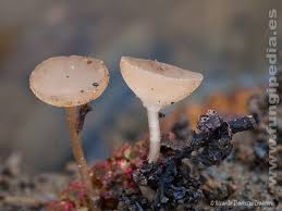 Attēlu rezultāti vaicājumam “Ciboria amentacea”