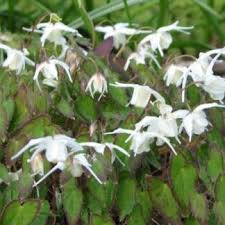 Attēlu rezultāti vaicājumam “Epimedium alpinum  flower”