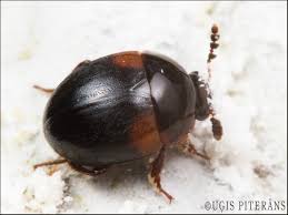 Attēlu rezultāti vaicājumam “Anisotoma humeralis”