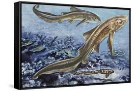 Image result for Stegostoma tigrinum