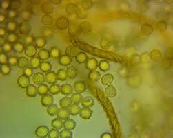 Attēlu rezultāti vaicājumam “Hemitrichia clavata macro”